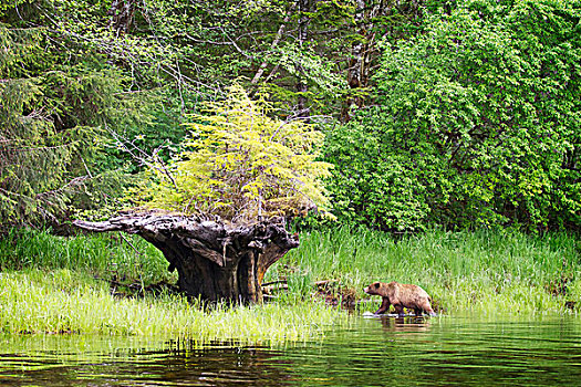 褐色,大灰熊,棕熊,走,靠近,根除,树,新增长,不列颠哥伦比亚省,加拿大