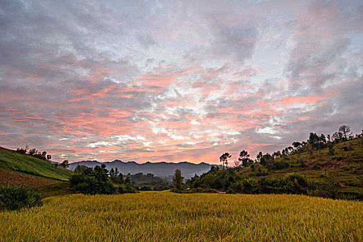 卡劳,稻田,树,掸邦,缅甸