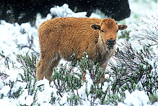 美国,怀俄明,黄石国家公园,幼兽,野牛,暴风雪