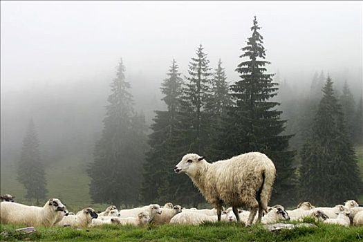 绵羊,山谷,山峦,自然,罗马尼亚,欧洲