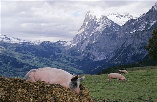 幸运,猪,靠近,格林德威尔,瑞士