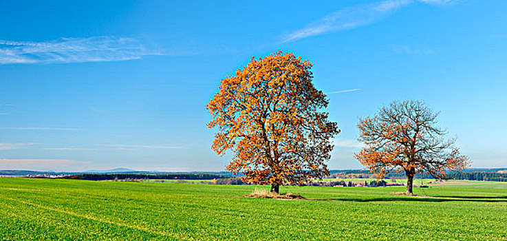 德国,萨克森安哈尔特,陆地,哈尔茨山,山麓,两个,橡树,秋色,背景,布罗肯