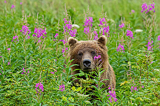 棕熊,站立,盛开,杂草,通加斯国家森林,东南阿拉斯加,夏天