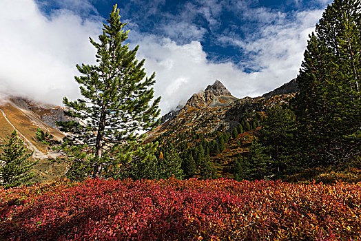 秋天,瑞士,彩色,越桔,灌木