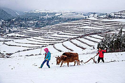 云南东川红土地雪原中的农民在耕地