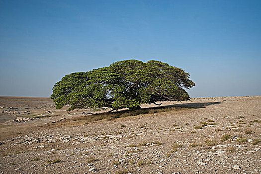 魔幻,树,大,无花果树,榕属植物,恩格罗恩格罗,保护区,坦桑尼亚,非洲