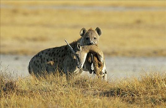 斑鬣狗,捕食,非洲