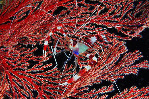 珊瑚虾,红色,柳珊瑚目,巴厘岛,印度尼西亚,亚洲