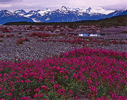 野花,地点,阿拉斯加,湖,冰河湾国家公园,自然保护区