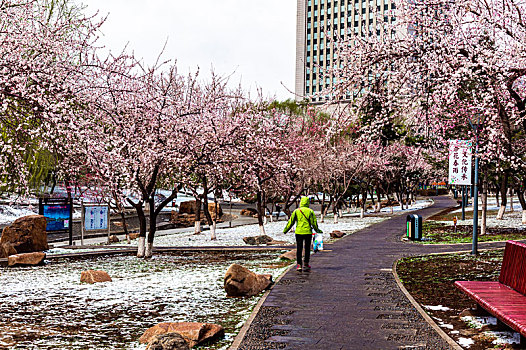 四月飞雪,中国长春城区鲜花与雪花争艳