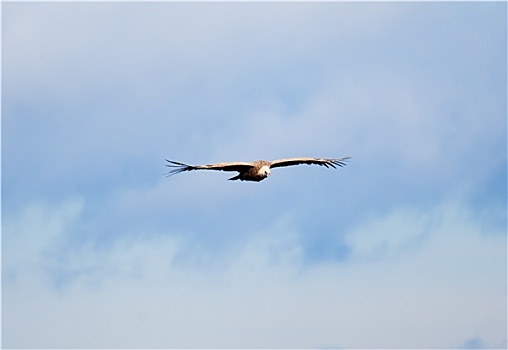 秃鹰,飞行,西班牙