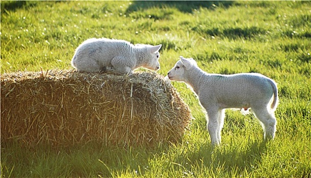 小,两只,羊