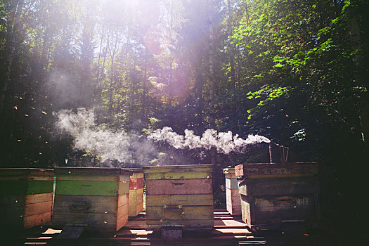 蜜蜂,吸烟,蜂巢,农场,巴什科尔托斯坦,俄罗斯