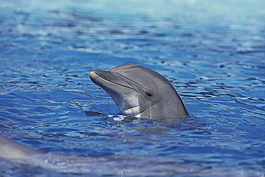 宽吻海豚,头部,成年,出现,水