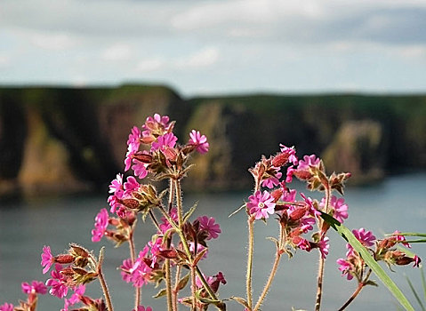 花,岛屿,背景
