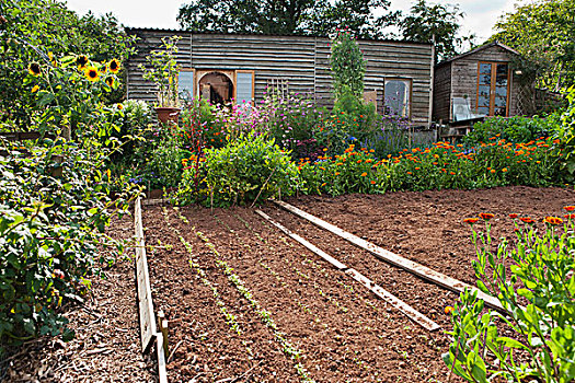 新鲜,蔬菜,小块土地,花,花园,正面,简单,木屋