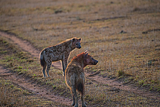 肯尼亚马赛马拉国家公园斑鬣狗