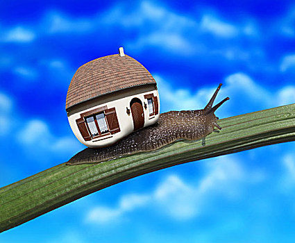 蜗牛,房子