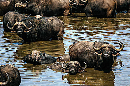 牧群,南非水牛,水中,克鲁格国家公园,南非