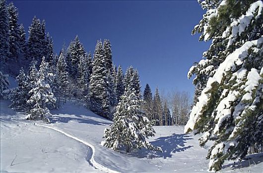 雪,山峦,阿拉木图,区域,哈萨克斯坦