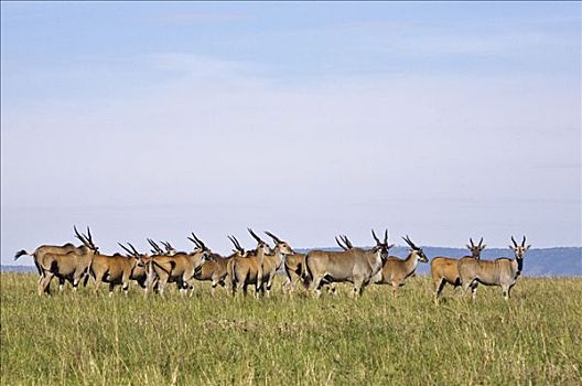 肯尼亚,纳罗克地区,马赛马拉,牧群,马赛马拉国家保护区
