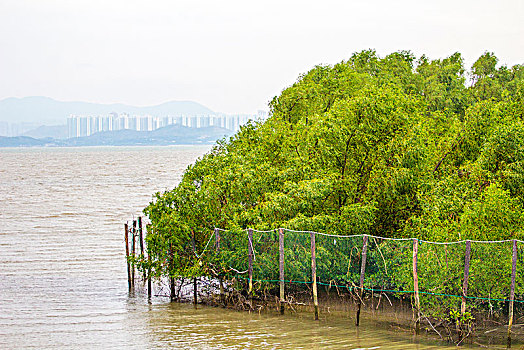 海边的红树林