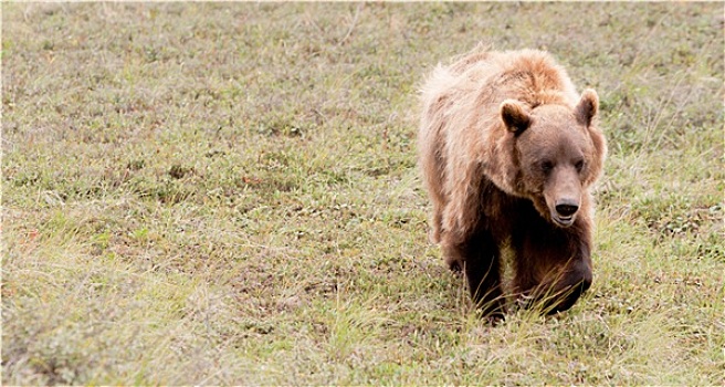 大,大灰熊,放牧,德纳里峰国家公园,野生动物