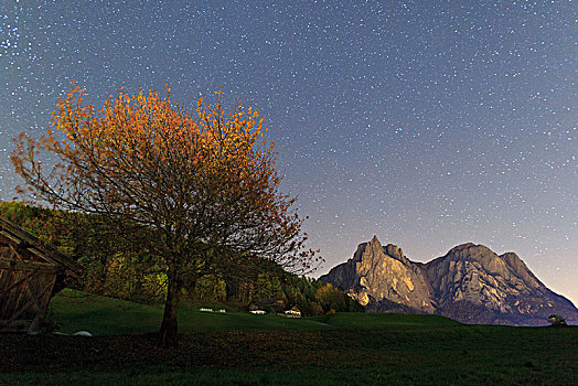 星,孤木,背景,博尔查诺,省,南蒂罗尔,意大利