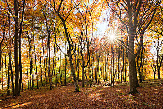 山毛榉,木头,秋天,逆光,树,叶子,金色,十月,太阳