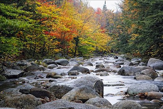 岩石,溪流,河,怀特山国家森林,新罕布什尔,美国