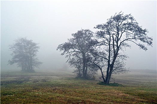 树,雾,荷兰