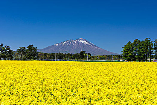 油菜花,山,磐城