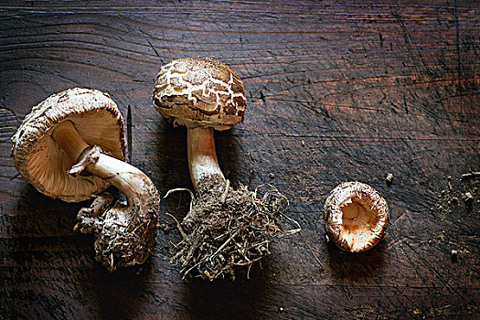 清新,蘑菇,菌丝体,木质,表面