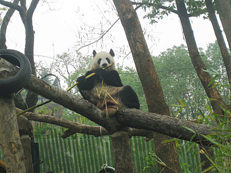 武汉动物园,憨态可掬的大熊猫