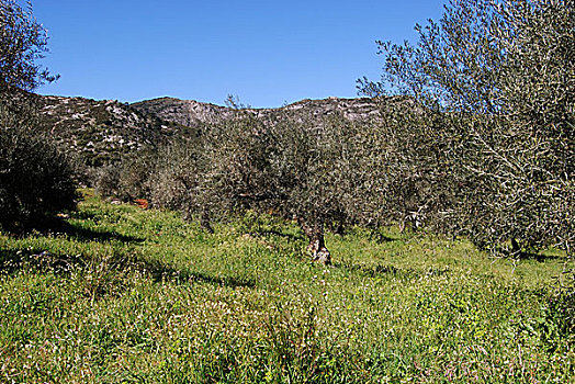 橄榄,小树林,西班牙
