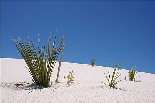 植物,沙丘,白沙,国家纪念建筑,新墨西哥,美国