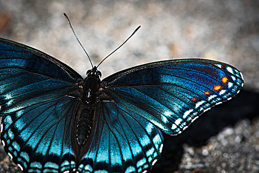 蝴蝶,向上,阳光,俄克拉荷马,美国