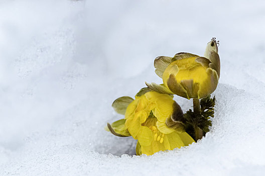 雪地,冰凌