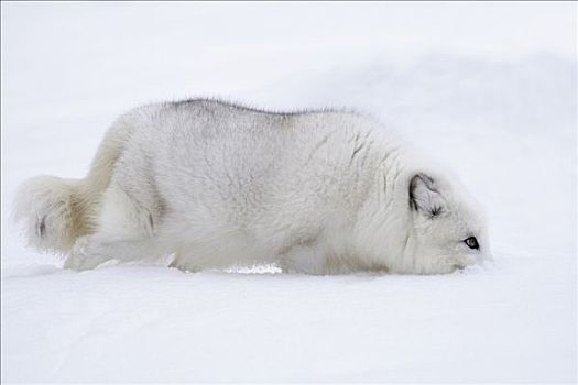 北极狐,挖,雪,嘴