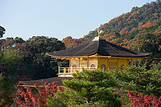 庙宇,金阁寺,京都,日本