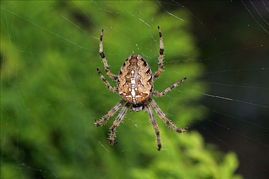 蜘蛛网,欧洲园蛛,十字园蛛