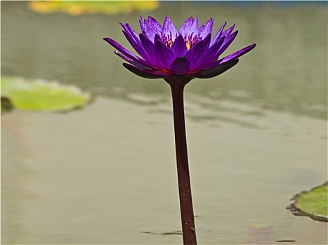 紫罗兰,水,水塘