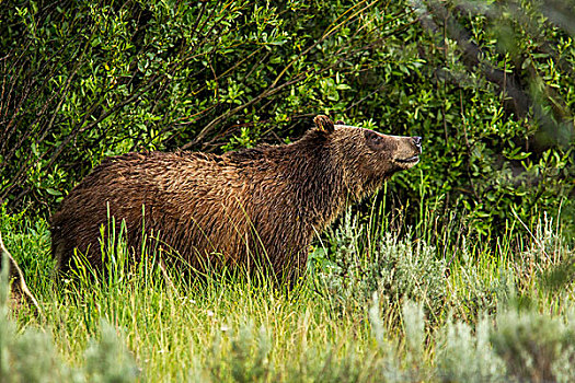 大灰熊,母熊,大台顿国家公园,怀俄明,美国