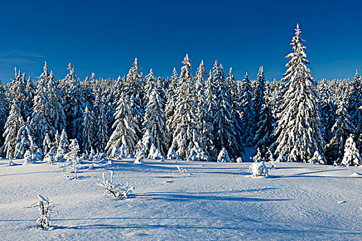 积雪,冬季风景,哈尔茨山,国家公园,靠近,下萨克森,德国,欧洲