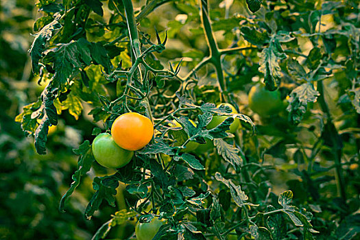 番茄植物,新鲜,西红柿,橙色,绿色,彩色