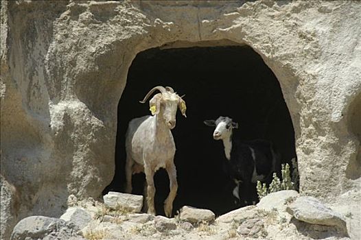 两个,山羊,入口,洞穴,靠近,岛屿,希腊