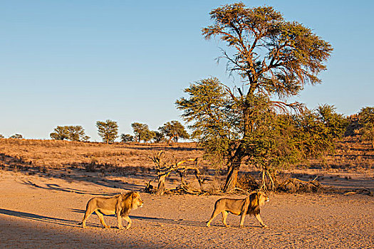 两个,狮子,穿过,干枯河床,卡拉哈迪大羚羊国家公园,北开普,南非,非洲