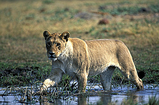非洲,博茨瓦纳,莫雷米禁猎区,雌狮,狮子,涉水,水池,靠近