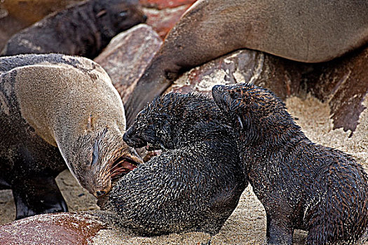 毛海狮,女性,两个,生物群,克罗斯角,纳米比亚