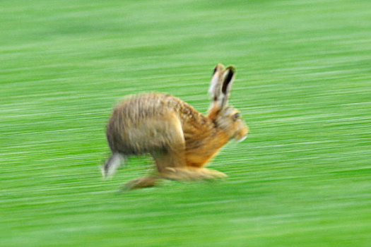 欧洲,棕兔,跑,黑森州,德国